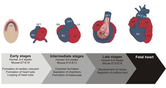 stages of the heart 