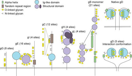 figure from the publication- Strategy for O-Glycoproteomics of Enveloped Viruses—the O-Glycoproteome of Herpes Simplex Virus Type 1