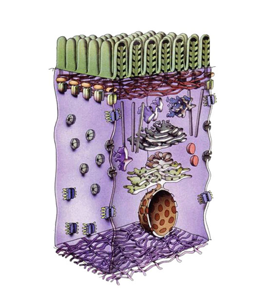 figure of a cell and its components