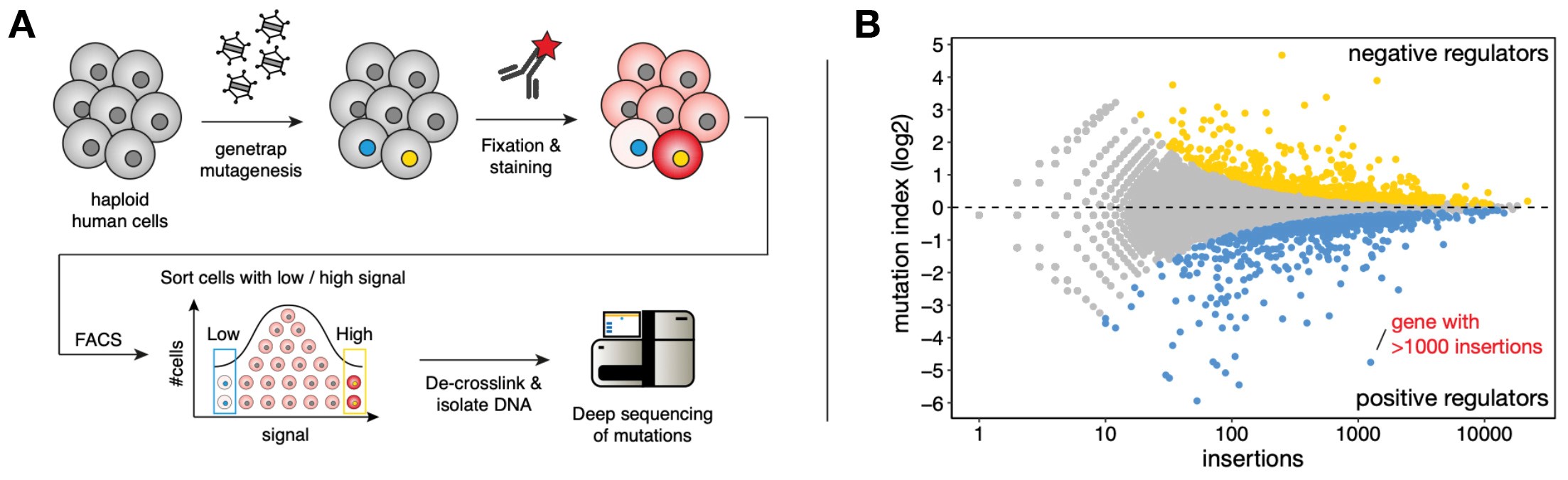 loss-of-function phenotypic screens