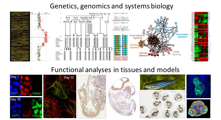 functional analyses in tissues and models
