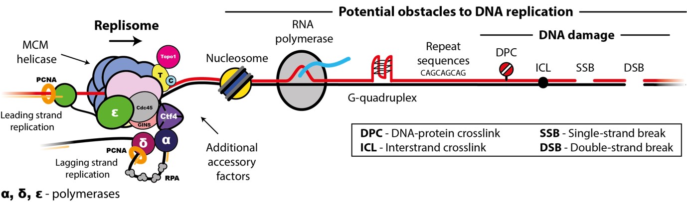 figure -potential obstacles to dna replication