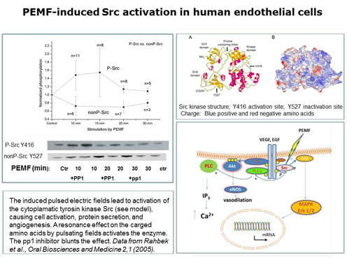 figure showing Human endothelial cells becomming activated by pulsed electromagnetic fields (PEMF)