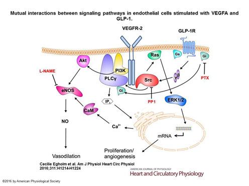 Model describing how GLP1R activates the Src protein and the G protein( Giα)