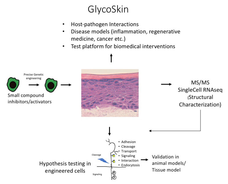 skematic view of the project glycoskin