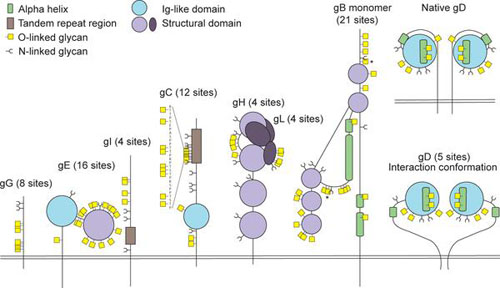 figure from the publication- Strategy for O-Glycoproteomics of Enveloped  Viruses—the O-Glycoproteome of Herpes Simplex Virus Type 1