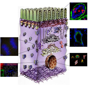 figure of a cell and the five research programs at icmm